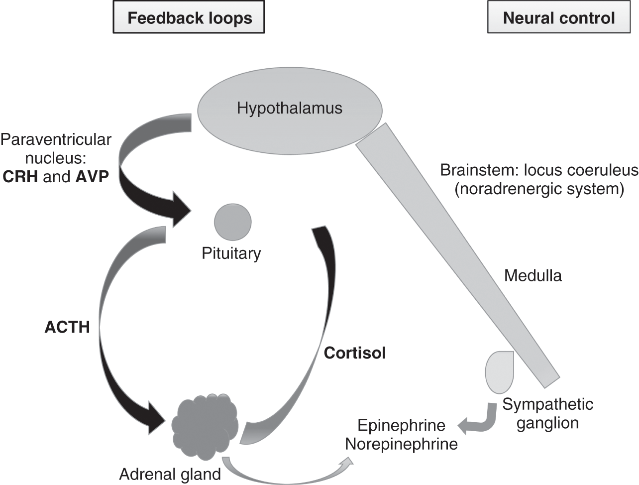 epinephrine and norepinephrine feedback loop