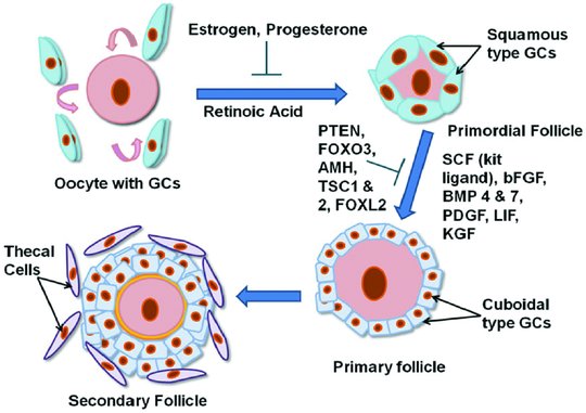 Primordial Follicle Model