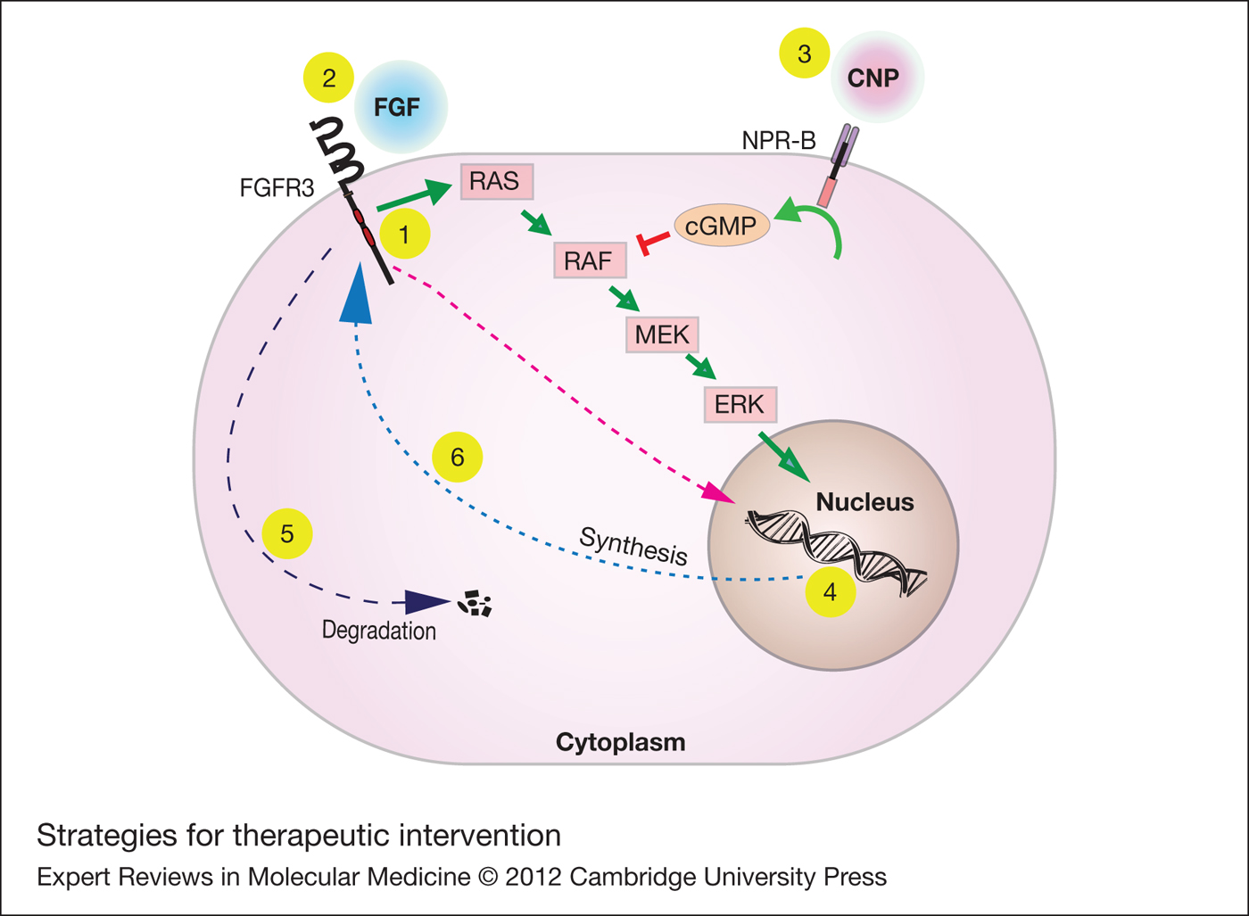 Fgfr3 Targeting Strategies For Achondroplasia Expert Reviews In