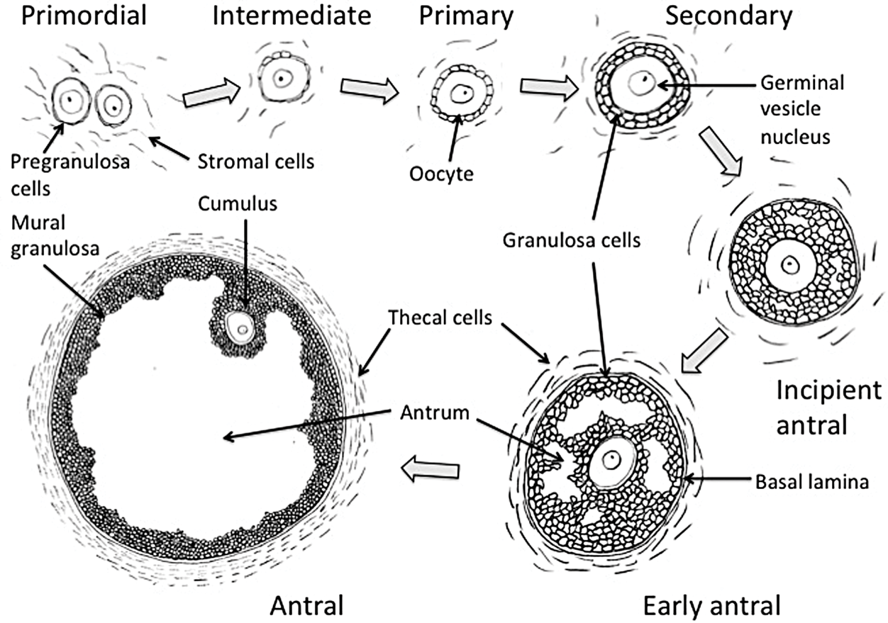 Mammalian Reproductive Physiology Section 1 Textbook Of Clinical Embryology