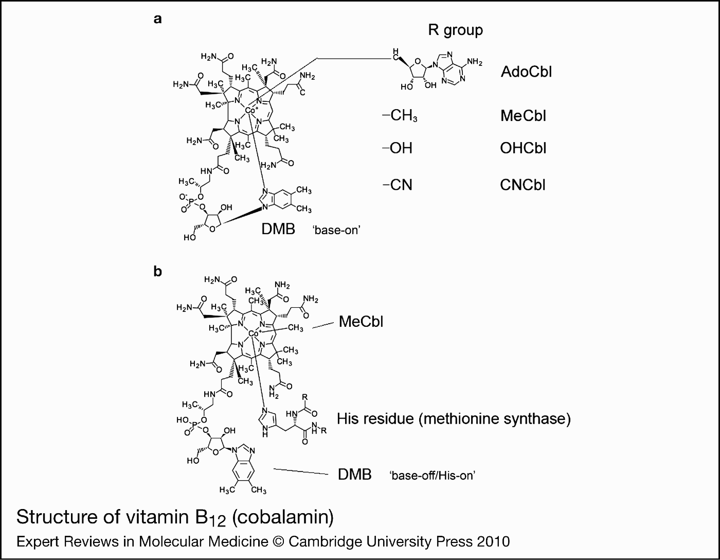 disorders of vitamin B12 metabolism eight complementation
