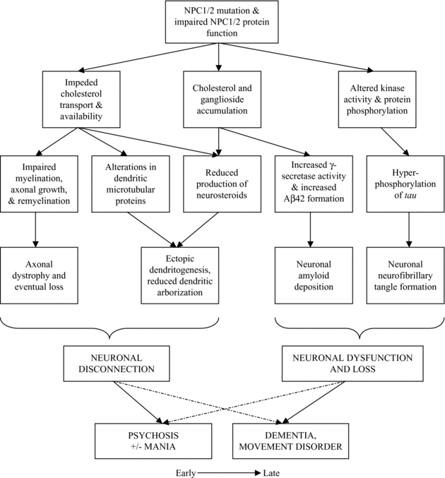 Adult onset Niemann-Pick disease type C presenting with psychosis