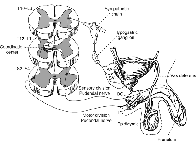 Disorders of ejaculation Chapter 17 Male Infertility