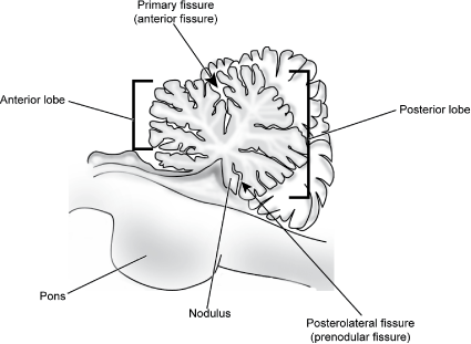 primary fissure
