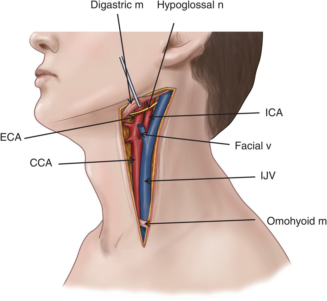 internal jugular vein