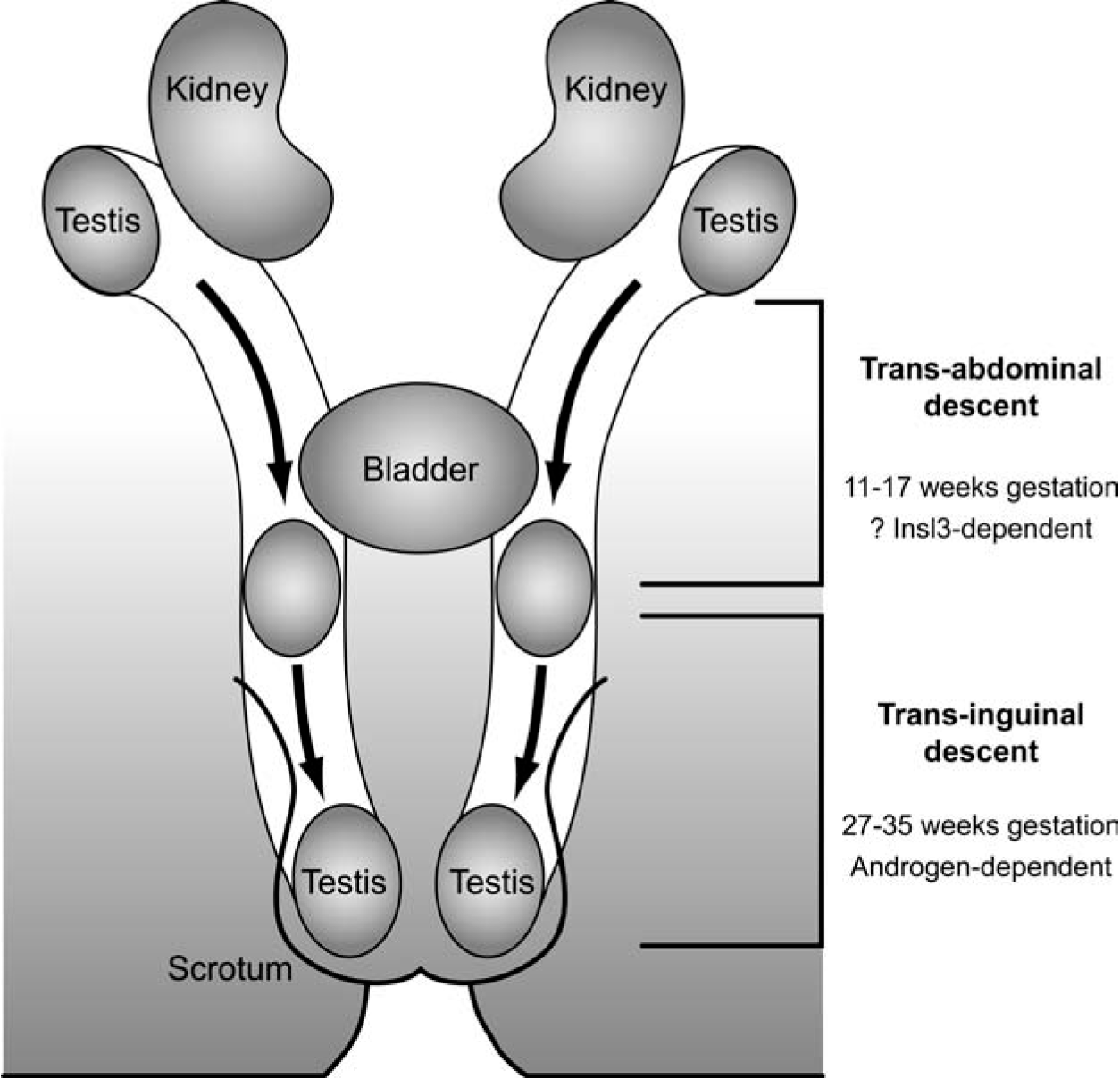 Development and maturation of the normal male reproductive system