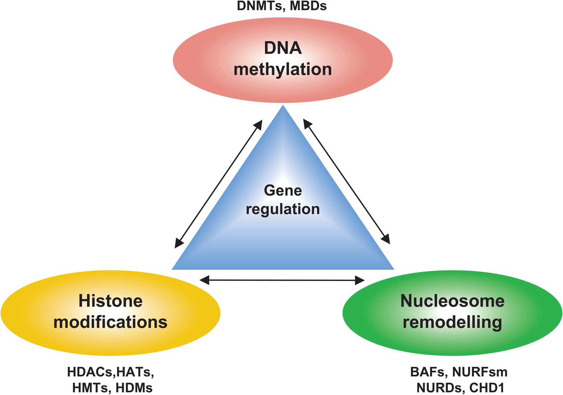 Dissecting MENIN in bivalent gene regulation