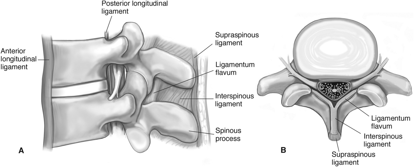 Anatomy of the vertebral column and spinal cord (Chapter 55) - Essential  Clinical Anesthesia Review, image size:1422x575