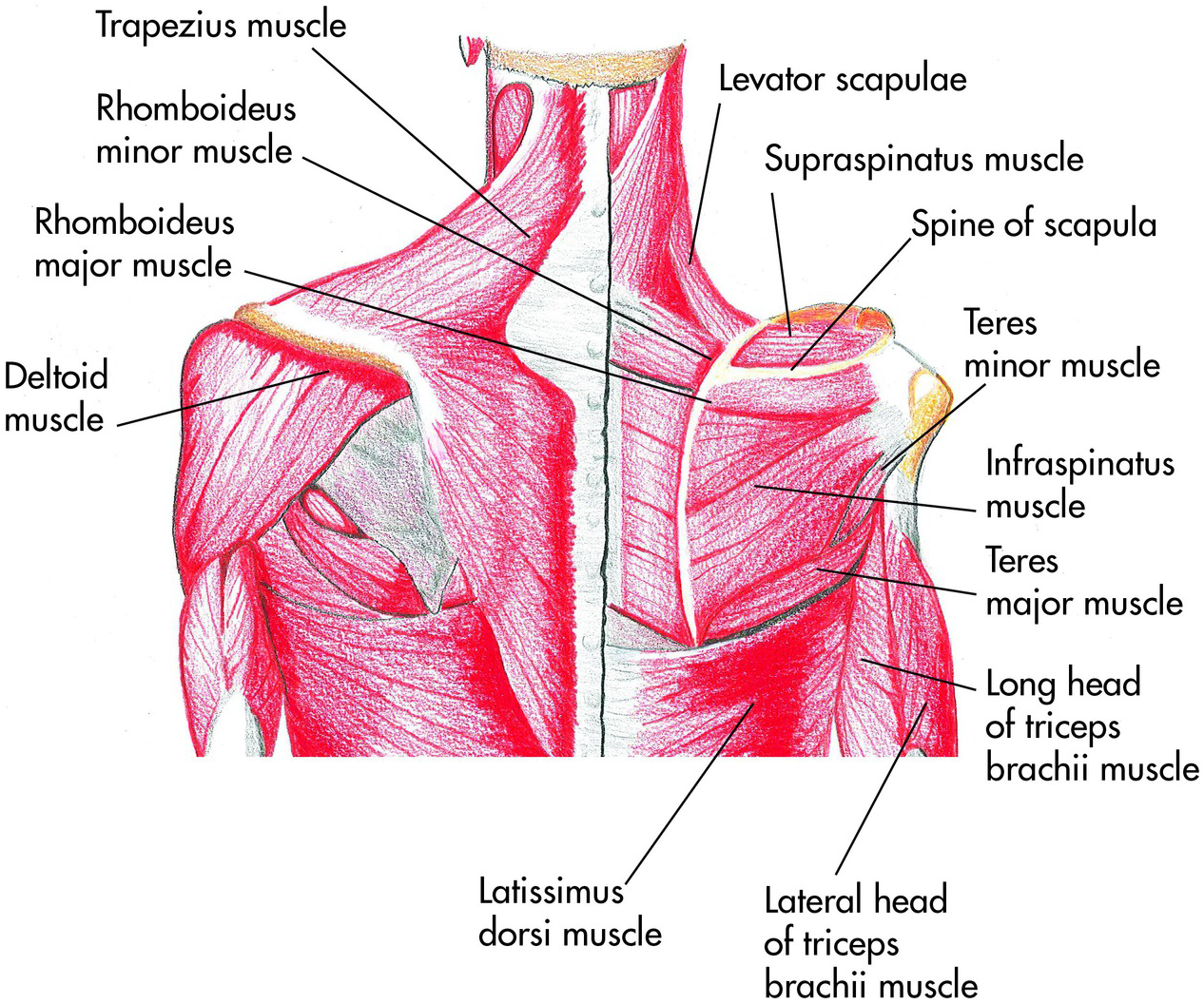 Shoulder Muscles Diagram Muscle Anatomy Shoulder Anatomy Body Anatomy   Urn Cambridge.org Id Binary 96551 20160617100819578 0248 44988fig1 3 