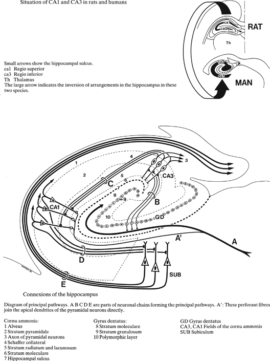 hippocampus anatomy rat