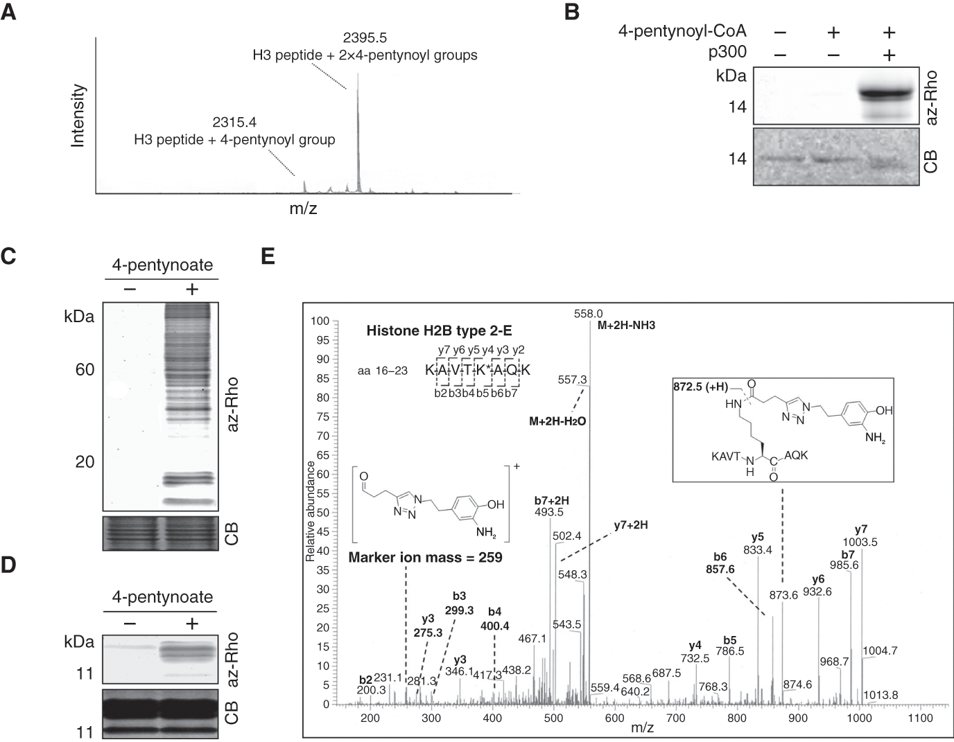 Enigmatic Chemical Tag Is Altered In >> Basics Of Chromatin Biology And Biochemistry Part I Enigmatic Chemical Tag Is Altered In >> Basics Of Chromatin Biology And Biochemistry Part I