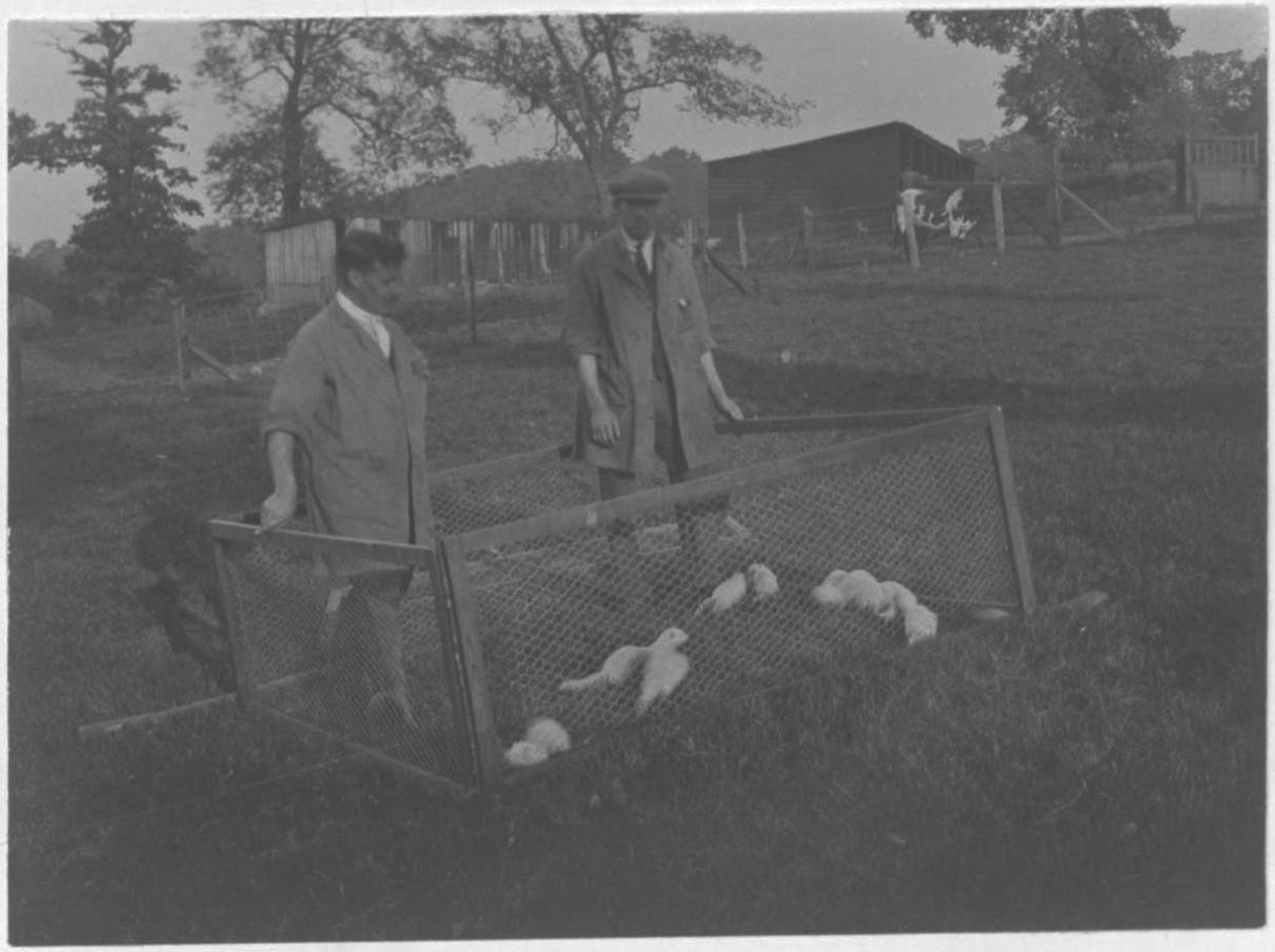 ‘Saving the lives of our dogs’ the development of canine distemper