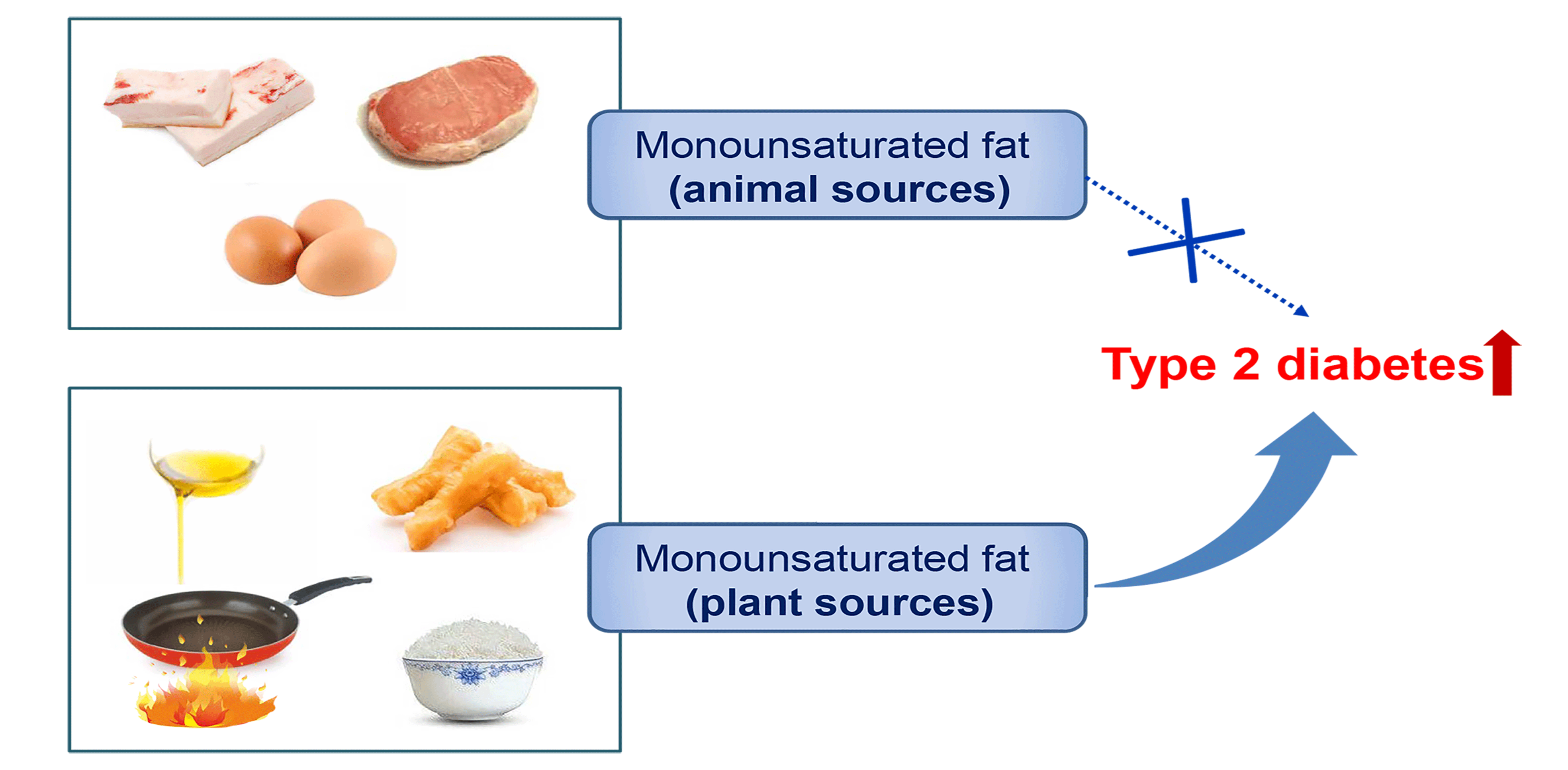The association between consumption of monounsaturated fats from animal- v.  plant-based foods and the risk of type 2 diabetes: a prospective nationwide  cohort study | British Journal of Nutrition | Cambridge Core