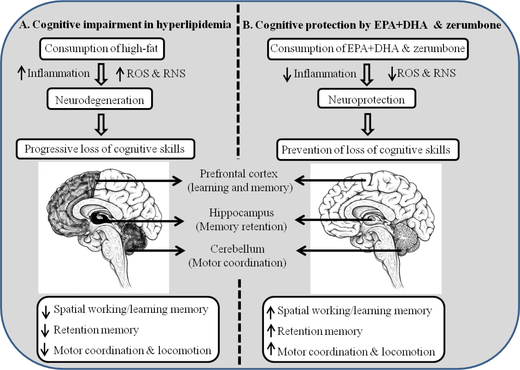 motor and cognitive skills