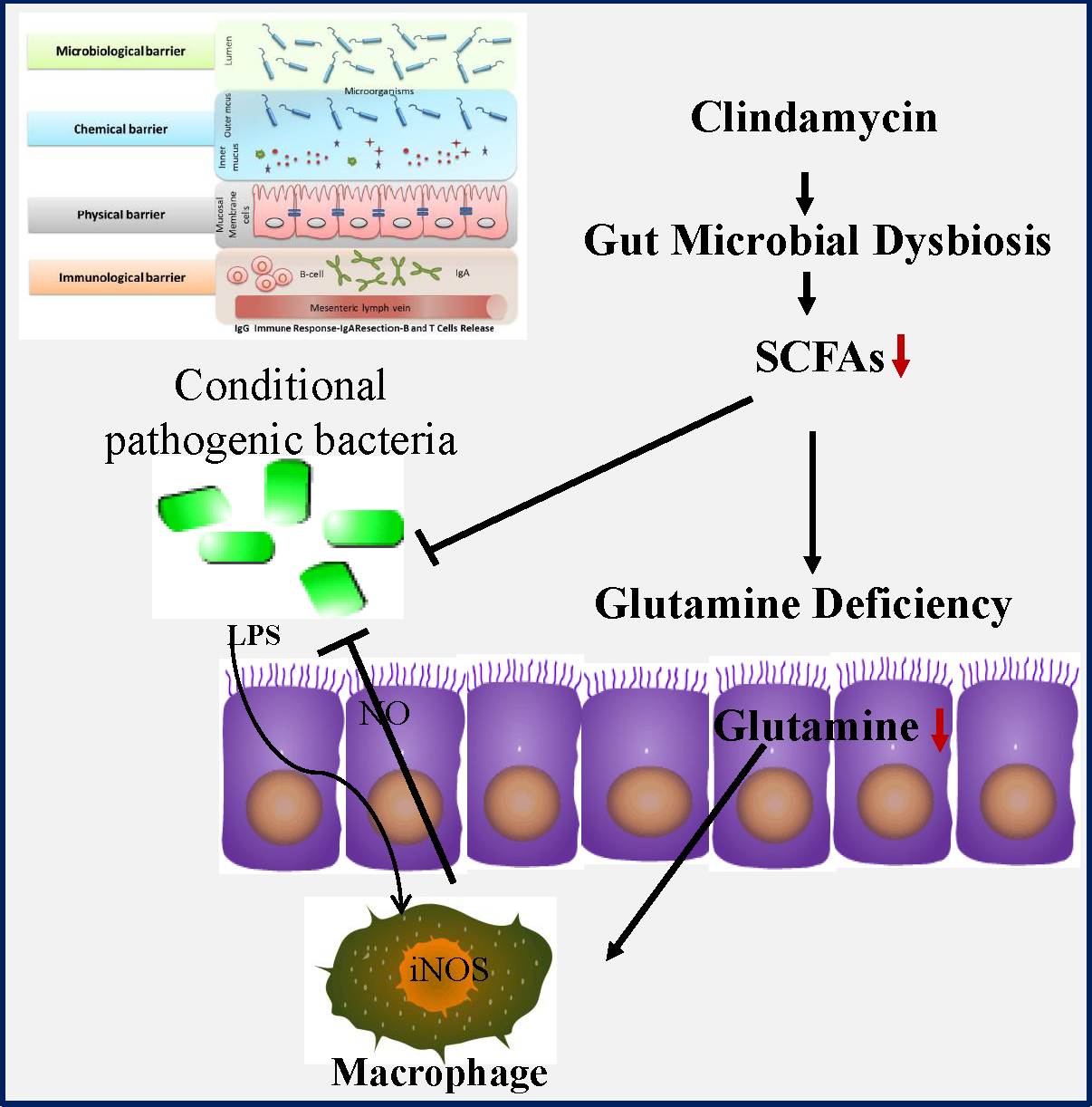 dysbiosis healing time sistemul limfatic imagini