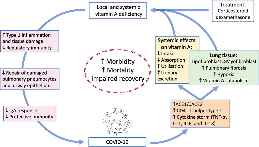 Frontiers  Vitamin A deficiency and vitamin A supplementation