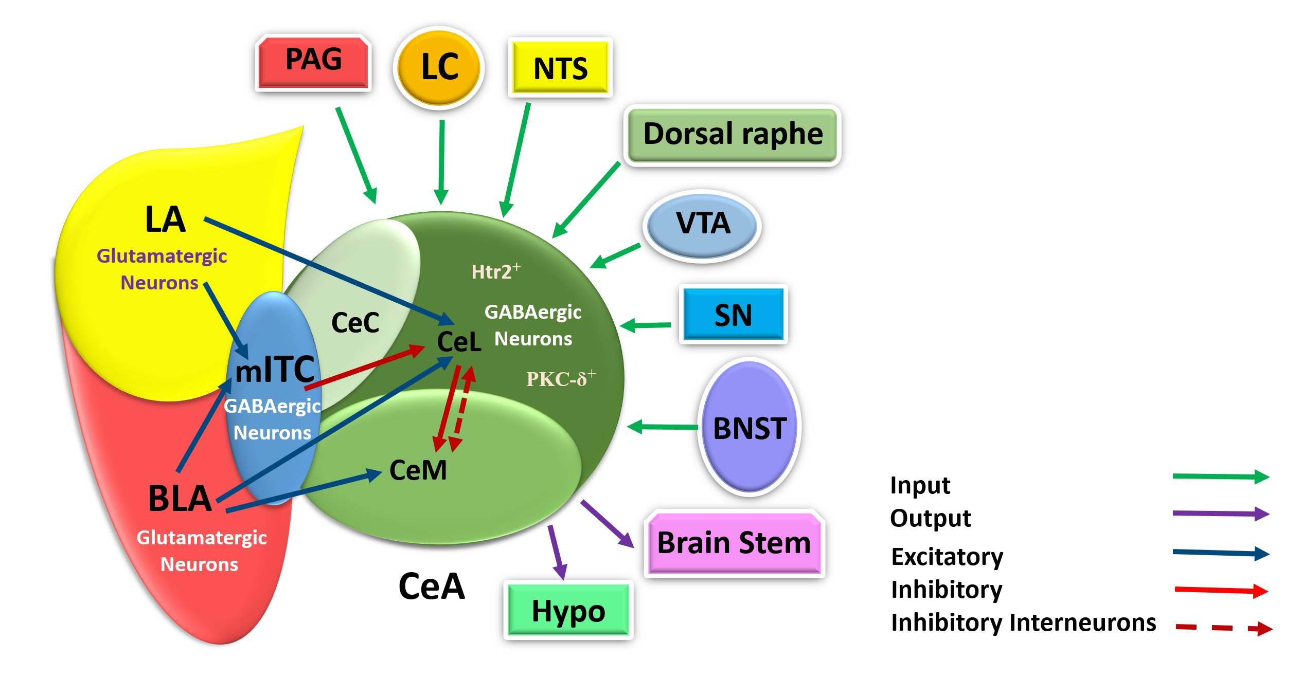 PDF) Neuro-Vulnerability in Energy Metabolism Regulation: A
