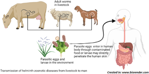Trichostrongylosis: a zoonotic disease of small ruminants, Journal of  Helminthology