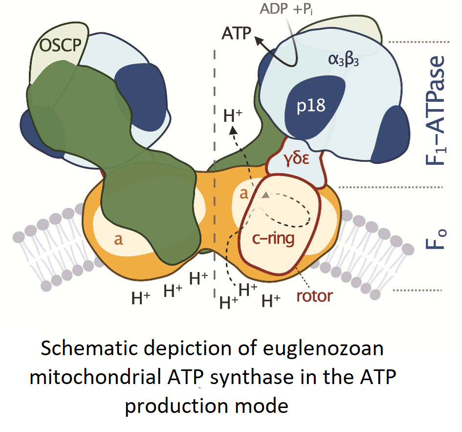 Structural basis of proton translocation and force generation in  mitochondrial ATP synthase | eLife
