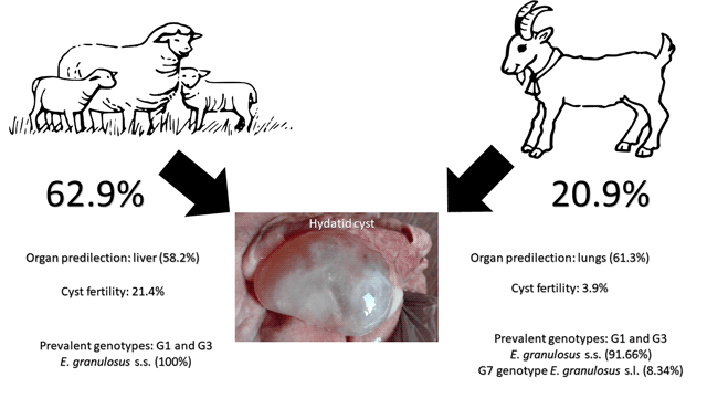 Cystic echinococcosis in sheep and goats of Lebanon | Parasitology |  Cambridge Core