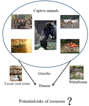 Investigation of giardiasis in captive animals in zoological gardens with  strain typing of assemblages in China | Parasitology | Cambridge Core
