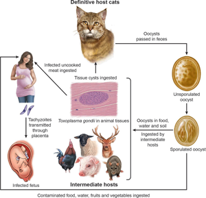 toxoplasmosis birth defects