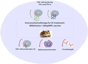 Immunochemotherapy for visceral leishmaniasis: combinatorial action of  Miltefosine plus LBSapMPL vaccine improves adaptative Th1 immune response  with control of splenic parasitism in experimental hamster model |  Parasitology | Cambridge Core