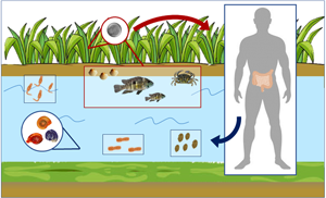 被忽视的食源性吸虫病 棘口虫病和胃盘虫病 Parasitology X Mol