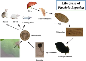 Exploration of animal models to study the life cycle of Fasciola hepatica |  Parasitology | Cambridge Core
