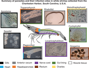 Ontogenetic and spatial variability in parasite communities of white shrimp  Penaeus setiferus (Decapoda: Penaeidae), Parasitology