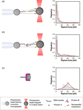 Cambridge of Reviews optical interactions at | the using | single-molecule Core protein–protein Determination Quarterly Biophysics tweezers of level