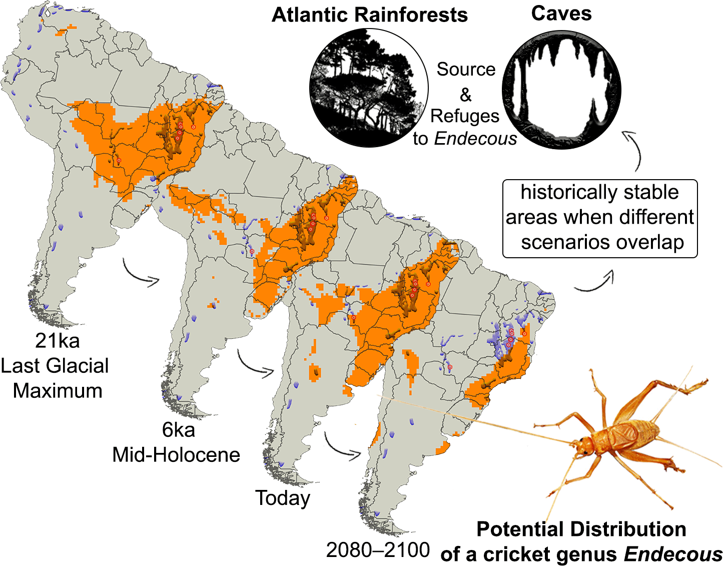 Persisting while changing over time modelling the historical biogeographic of cave crickets (Orthoptera, Grylloidea) in Neotropics Journal of Tropical Ecology Cambridge Core