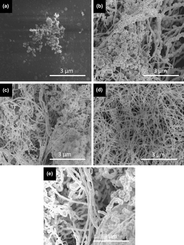Gold Nanowires Synthesis