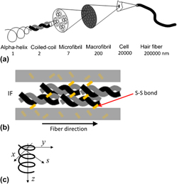 Mechanics of trichocyte alpha-keratin fibers: Experiment, theory, and  simulation | Journal of Materials Research | Cambridge Core