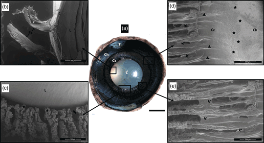 Morphological Aspects And Microscopic Analyses Of Fibrous Tunic And Uveal Components In Bovine Eye Microscopy And Microanalysis Cambridge Core