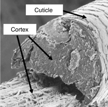 Quantifying Polymer Deposition on Hair Fibers by Microfluorometry |  Microscopy Today | Cambridge Core