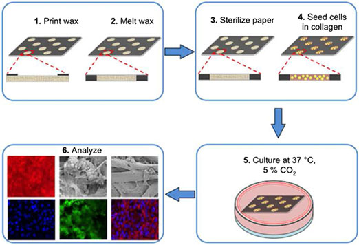 Paper As A Scaffold For Cell Cultures Teaching An Old Material New Tricks Mrs Communications Cambridge Core