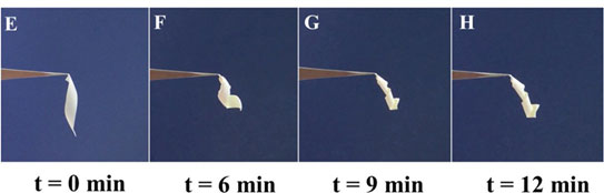 Sui Laboratory fountain Natural eggshell membranes exhibiting programmable shape recovery  characteristics | MRS Communications | Cambridge Core
