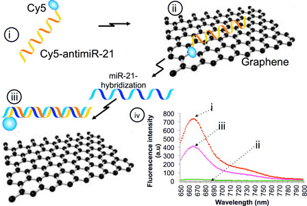 Intracellular Microrna Quantification In Intact Cells A Novel Strategy Based On Reduced Graphene Oxide Based Fluorescence Quenching Mrs Communications Cambridge Core