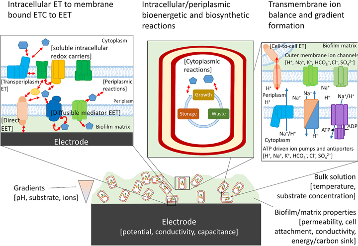 Engineered living materials  Laboratory for Synthetic Macromolecular  Assemblies