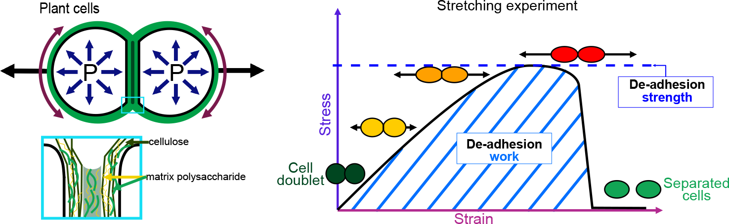 Characterising the mechanics of cell–cell adhesion in plants | Quantitative  Plant Biology | Cambridge Core