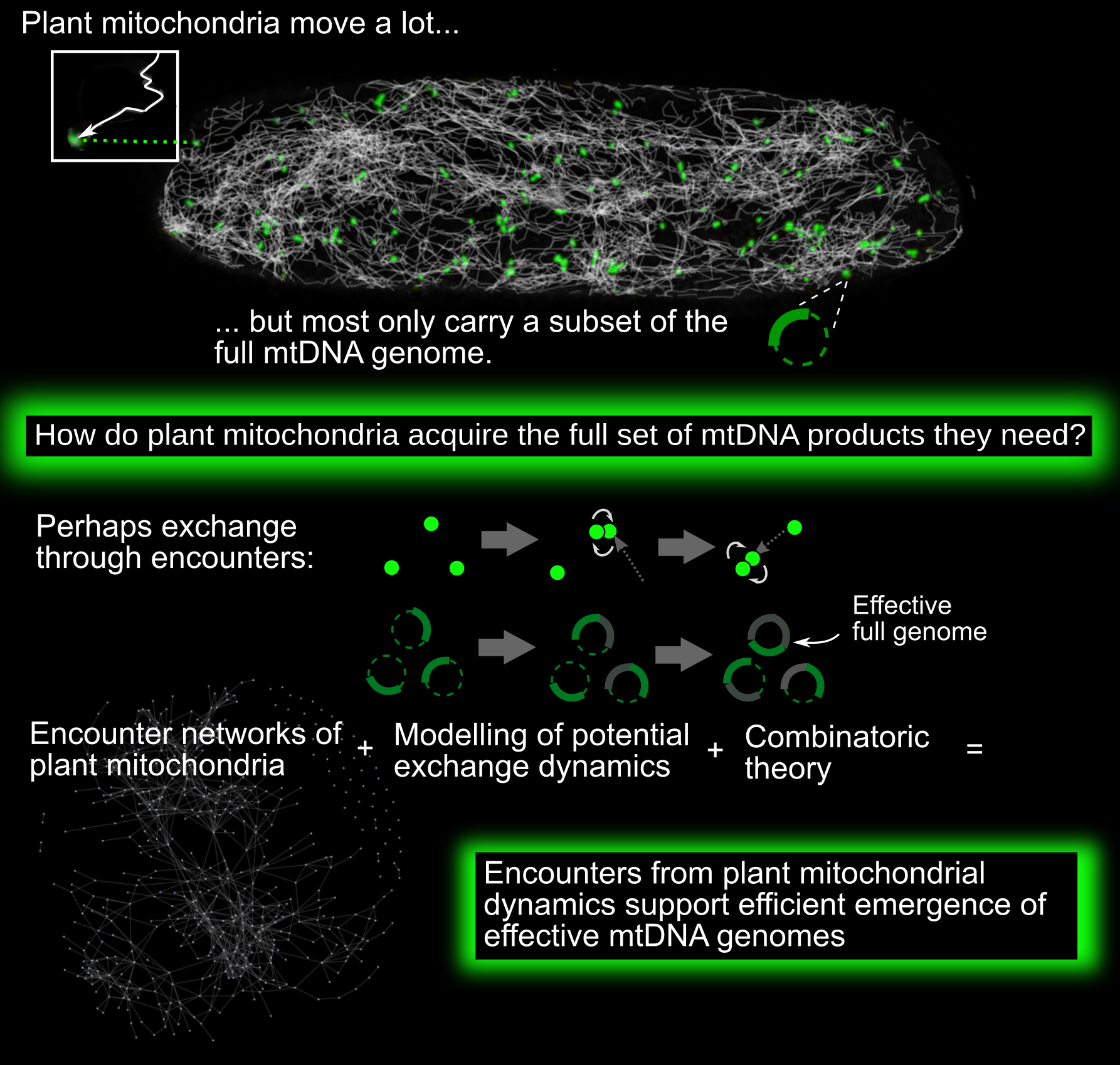 Exchange on dynamic encounter networks allows plant mitochondria