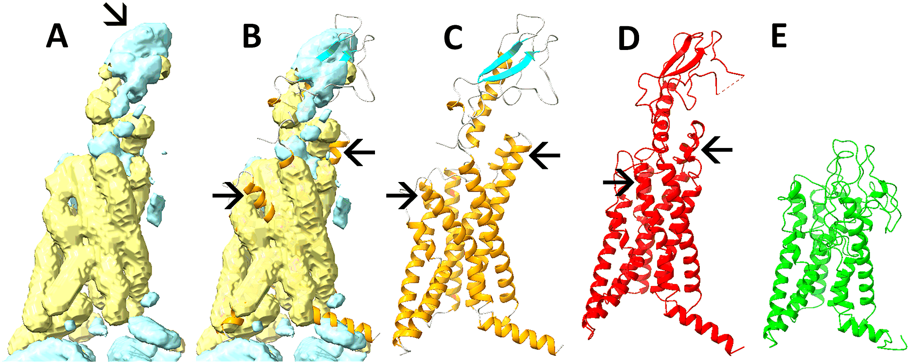 Frontiers  Multi-Scale Flexible Fitting of Proteins to Cryo-EM