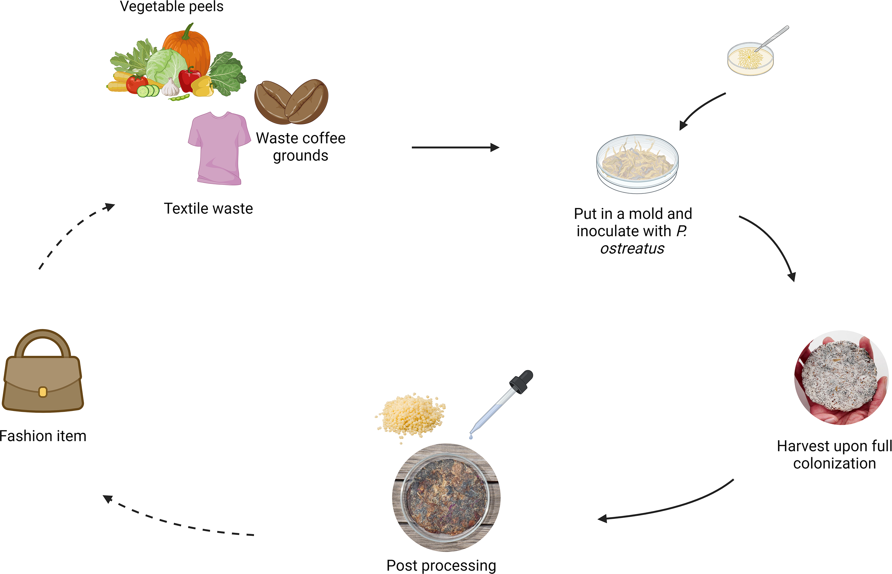 graphical abstract for Textile and food waste biodegradation for the production of composite mycelium materials using Pleurotus ostreatus - open in full screen