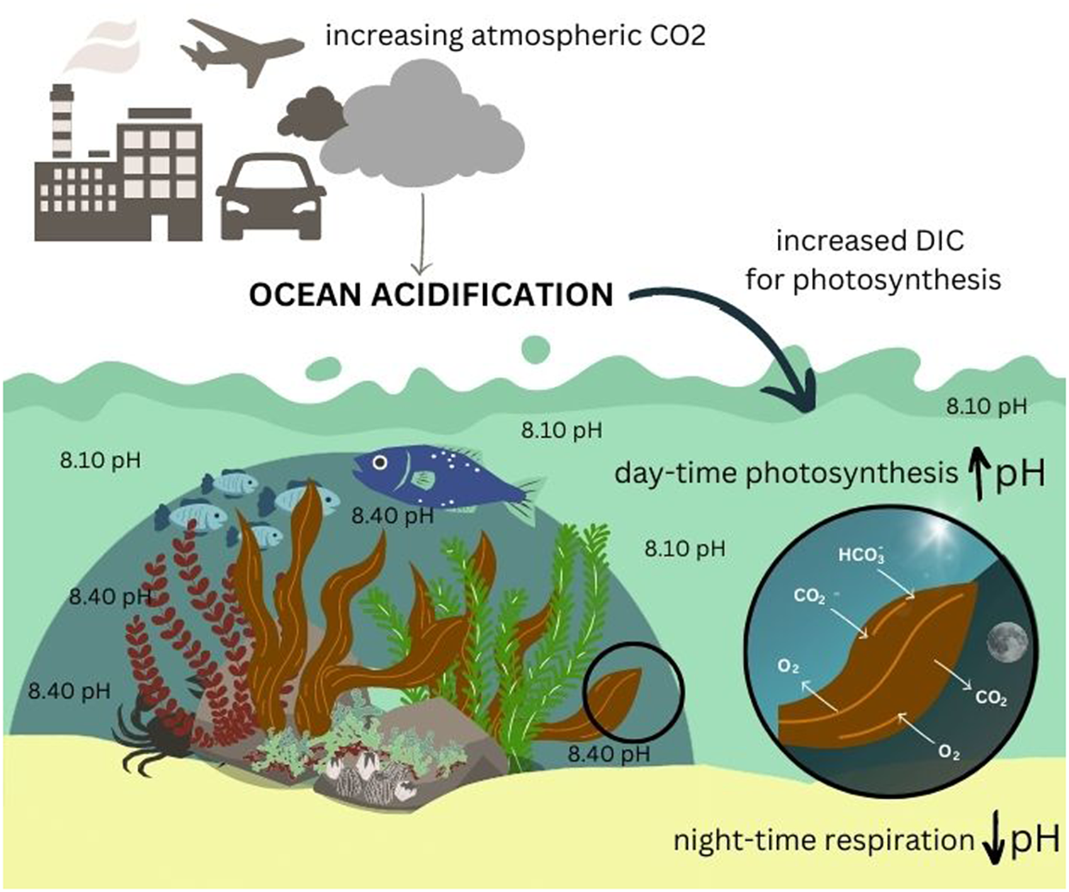 graphical abstract for The role of macroalgal habitats as ocean acidification refugia within coastal seascapes - open in full screen
