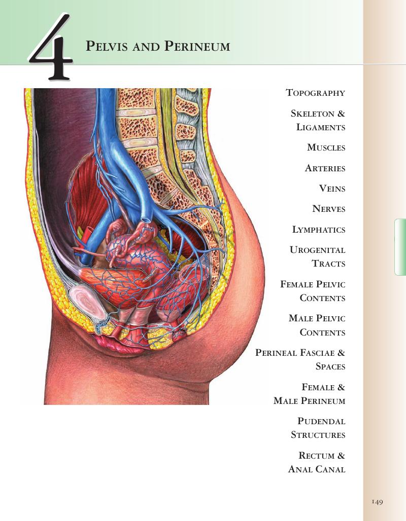 PELVIS AND PERINEUM (CHAPTER 4) - A.D.A.M. Student Atlas of Anatomy