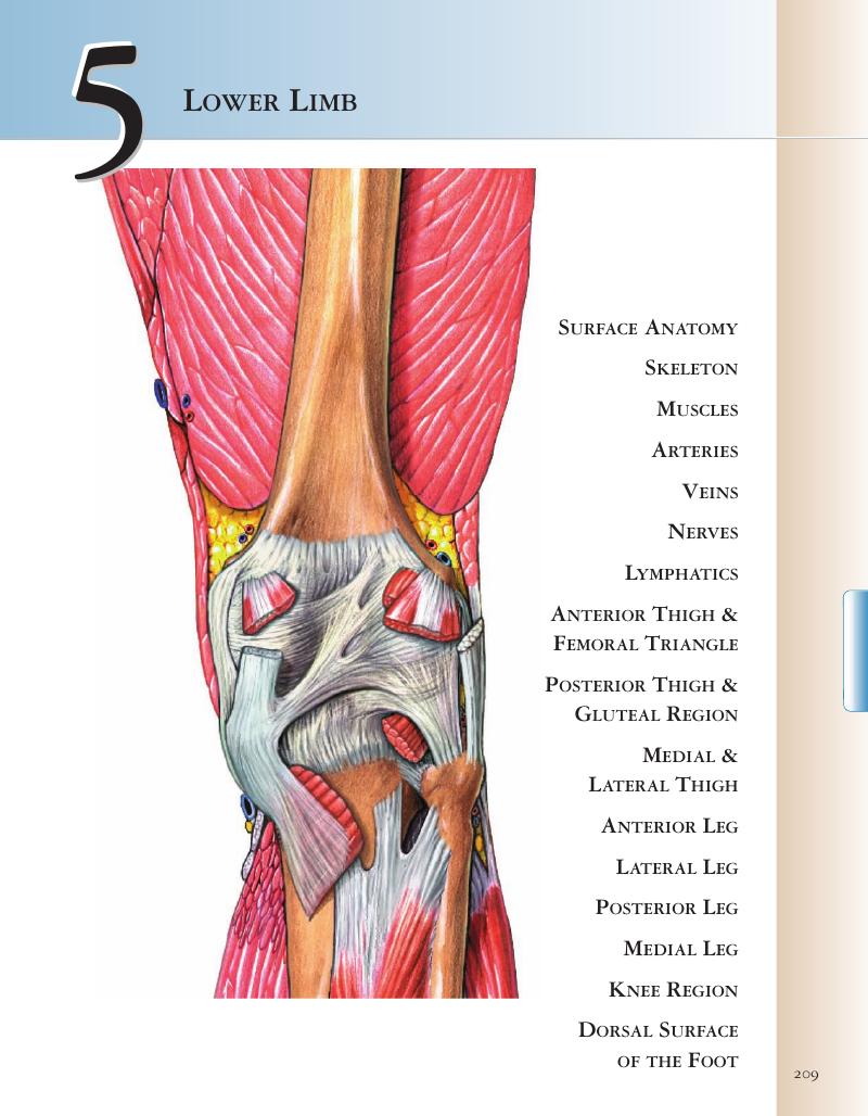 lower limb muscle anatomy