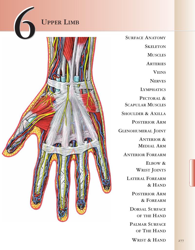 UPPER LIMB (CHAPTER 6) - A.D.A.M. Student Atlas of Anatomy