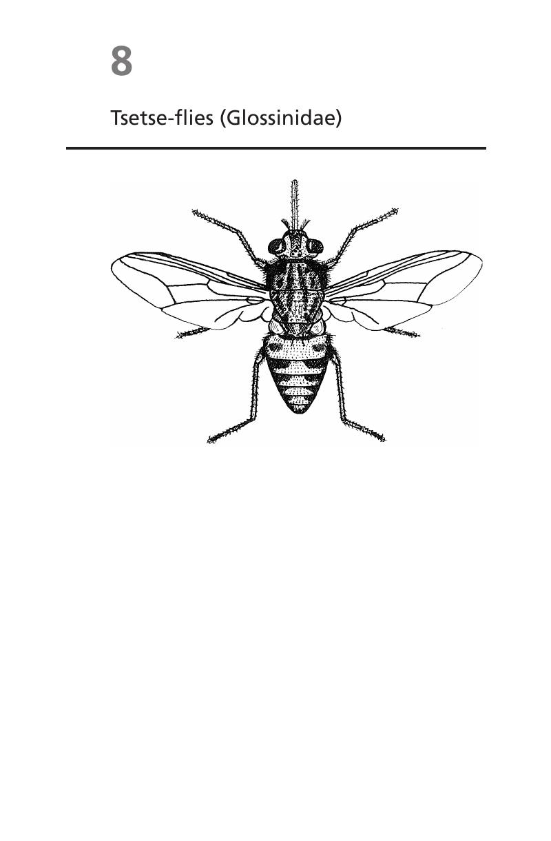 Tsetse-flies (Glossinidae) (Chapter 8) - Medical Entomology for Students