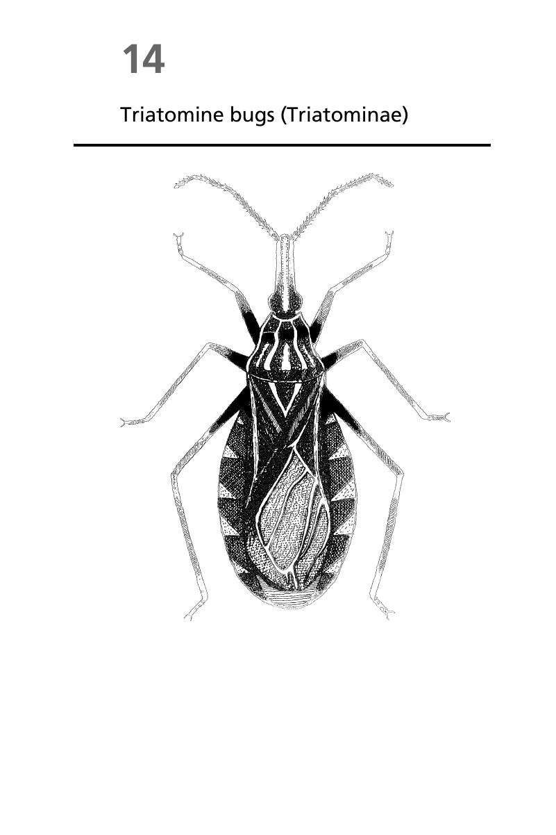 Triatomine bugs (Triatominae) (Chapter 14) - Medical Entomology for Students